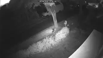 Siku siku na chodniku. Peeing on the sidewalk!